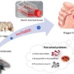 ماگوت تراپی (لارو درمانی): روش پاکسازی بیولوژیک زخمهای مزمن در کلینیک زخم قم