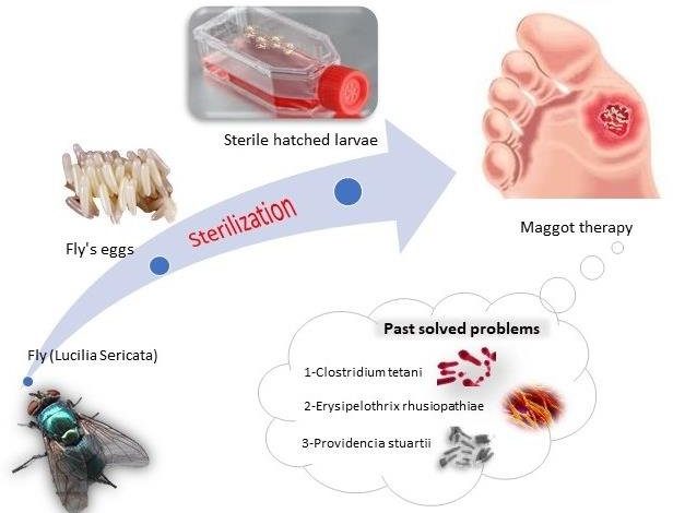 ماگوت تراپی
